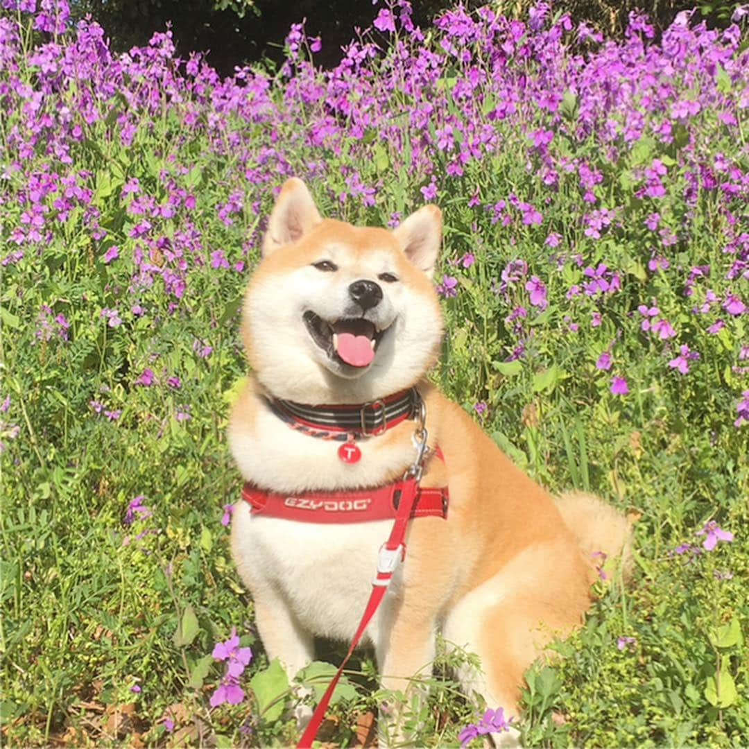 てんパパさんのインスタグラム写真 - (てんパパInstagram)「桜が散ったら、いろんな色の花があちこちで一斉に咲き出した。 #花とてん #春ですね #おさんぽ」4月20日 13時14分 - tenchan.shiba