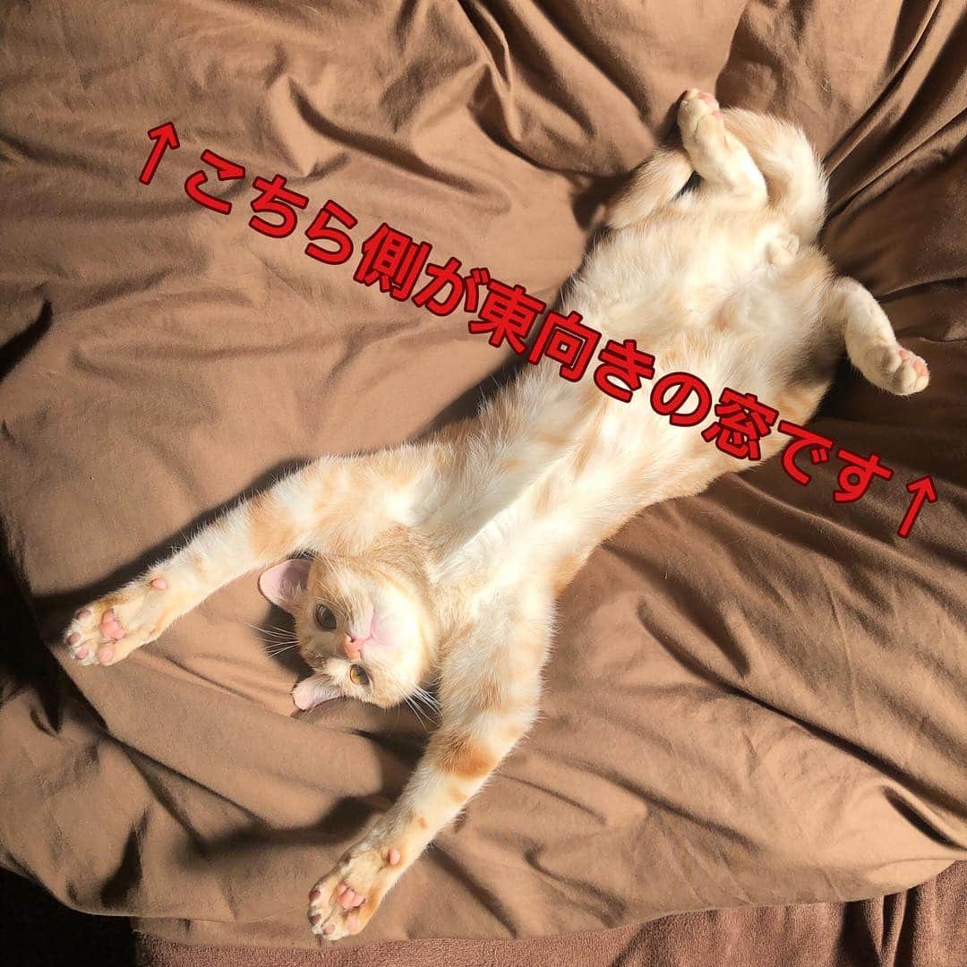 直樹 加藤さんのインスタグラム写真 - (直樹 加藤Instagram)「. 我が家の家猫、ミルクティー色のミル君です。 . 自然界でこんなカッコしてたら、命にかかわる気がするなぁ。 . 僕の寝てるベッドがお気に入りの場所です。 . ま、愛玩動物だし、可愛いのが仕事の大部分だし、これで正解か。 .. #マンチカン .. マンチカンって短足なんだよね。そういやぁ、ウチのミル君も、胴体と足の長さのバランス、おかしいわ。」4月20日 13時23分 - daimonjiyakatonaoki