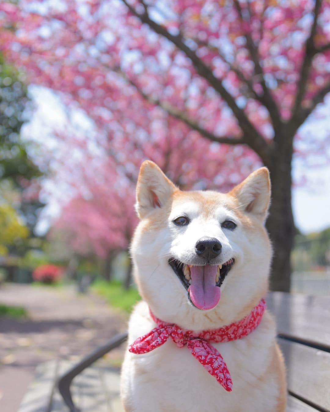 meekooさんのインスタグラム写真 - (meekooInstagram)「散歩コースの八重桜が満開です🌸😊🌸」4月20日 13時32分 - meekoo