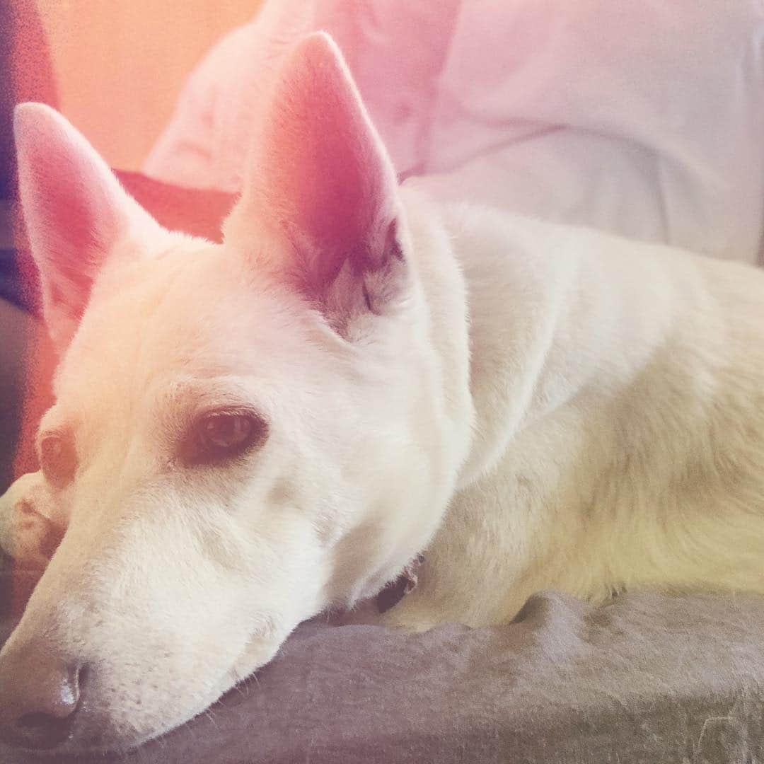 のインスタグラム：「This lovely young lady turns 5 this year! 🐶 #MyBestFriend #ABoyAndHisDog」