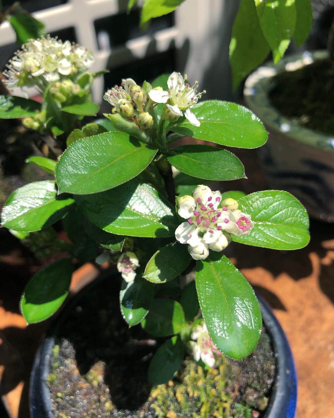 金成公信さんのインスタグラム写真 - (金成公信Instagram)「繁っている茂っている。繁茂。そしてカマツカの花が咲き始めました。#盆栽 #bonsai #plants #bonsaijapan」4月20日 13時27分 - bonsai_chiba