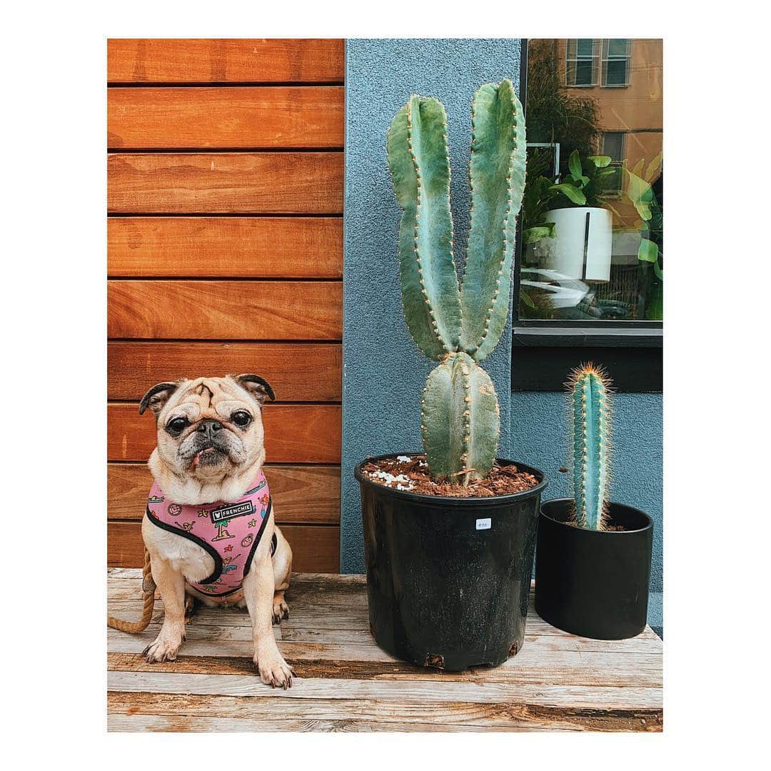 Melissa Santiagoのインスタグラム：「🐷 🌵  #DailyPug #DailyCactus  #LeicaHarrietPancakes #PugsOfInstagram」