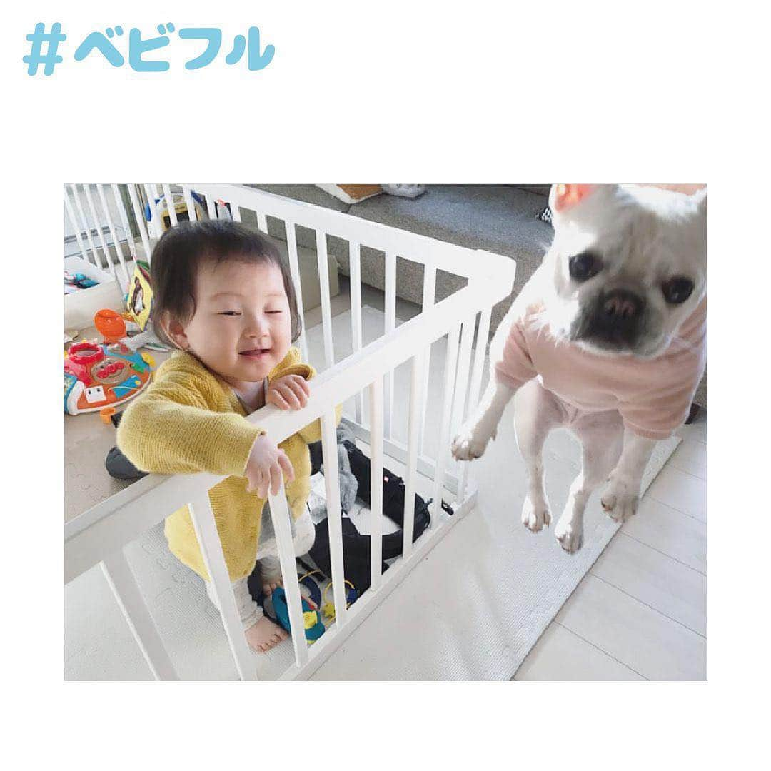 Babyful Storeさんのインスタグラム写真 - (Babyful StoreInstagram)「えっ浮いてる？🐶 #ベビフル . いつもベビフルを ありがとうございます＊ . 本日のピックアップ写真は… . @muu____0919 さん👑✨✨ . お散歩連れてって！の舞だそう🤣 ジャンプ力の高さに娘ちゃんの視線も釘付けですね👀 . この度はかわいいお写真を ありがとうございました♪ . . 🎈母の日ギフト好評です🎈 . こどもの写真で作るオリジナルグッズを販売中🎉 新作の母の日ギフトセット大人気です❤️ . 孫が大好きなばぁばをとびっきり喜ばせよう☺️ . 早割200円OFFクーポン🌈 早めのご注文がお得です✌🏻 ⬇︎⬇︎⬇︎ クーポンコード：『HMD200』 ※カート画面でコードをご入力ください✨ . ご注文はプロフィールのURLからどうぞ👀 → @babyful_official . . 今後とも#ベビフル を どうぞよろしくお願いいたします🙇✨ . #女の子 #親バカ部 #親バカ #親ばか #育児 #子育 #癒し #家族 #成長記録 #子育て #赤ちゃん #0歳 #赤ちゃんと犬 #生後11ヶ月」4月20日 13時48分 - babyful_official