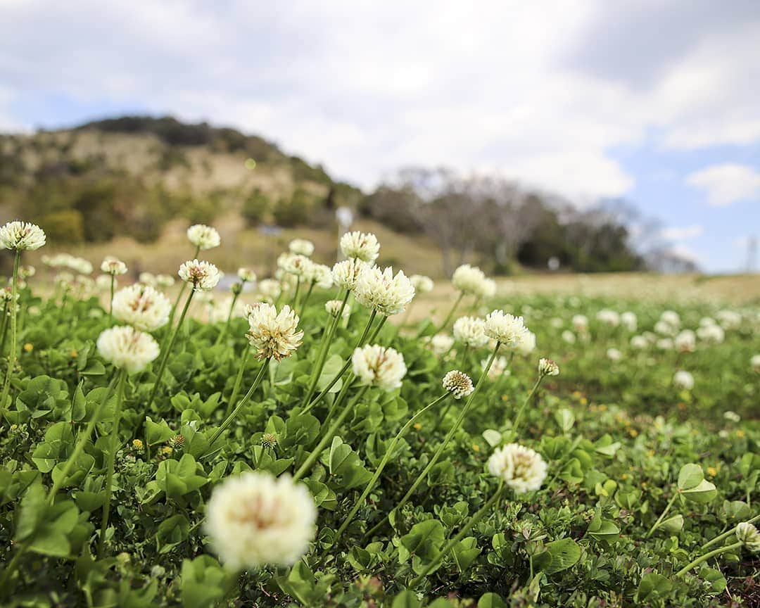 愛知県田原市さんのインスタグラム写真 - (愛知県田原市Instagram)「Feel like making a crown. 冠つくりたくなる *  #しろつめくさ #大切に編んで #ママにあげる？ #あの子にあげる？ #春 #お出かけ日和 #笠山 #ピクニック ** #たはら暮らし * #渥美半島#田原市#田原#伊良湖岬#伊良湖#赤羽根 #tahara#irago#akabane #サーフィン#surfing#田舎暮らし#日々の暮らし#休日の過ごし方#スローライフ#instagramjaran#igersjp」4月20日 13時59分 - tahara_kurashi