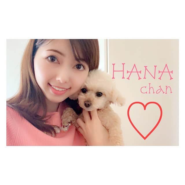 川又智菜美のインスタグラム：「☀️﻿﻿ ついこの間、トリミングに行ってきたはなちゃん🌟﻿﻿ ﻿﻿ 思ったよりも短くなって帰ってきました😂笑﻿﻿ ﻿﻿ カメラのほう向いてくれたけど、﻿﻿ 眠そう…😴笑﻿﻿ ﻿﻿ #犬との暮らし #トイプードル #モフモフ﻿ #犬のいる生活 #わんこ部﻿ #トイプードルアプリコット #癒し犬﻿ #川又智菜美 #セントフォース」