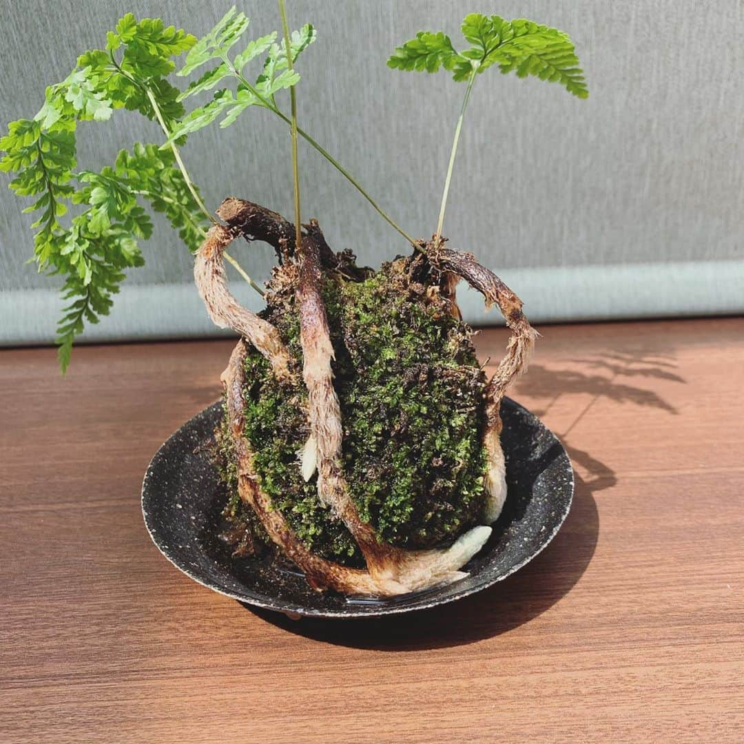 小島瑠璃子さんのインスタグラム写真 - (小島瑠璃子Instagram)「🌿相談 屋久島で作った苔玉✨ 親友と5人で作った思い出！ 大事に育ててるんだけど... 2枚目みて！ 最初根っこは全部苔玉の 中に包んで作ったんだけど 元気すぎて爆発した💥 どうしたらよいでしょうか。 観葉植物に詳しい方。 おそらくこれは屋久シダです。」4月20日 13時57分 - ruriko_kojima