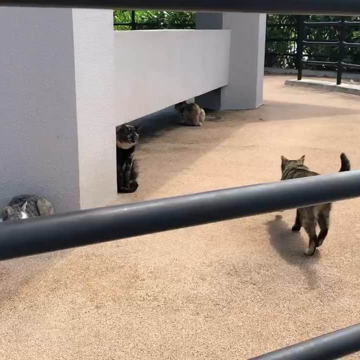 長田庄平のインスタグラム：「猫狂言 #アテレコ #猫 #狂言 #沖縄 #そろりそろり」