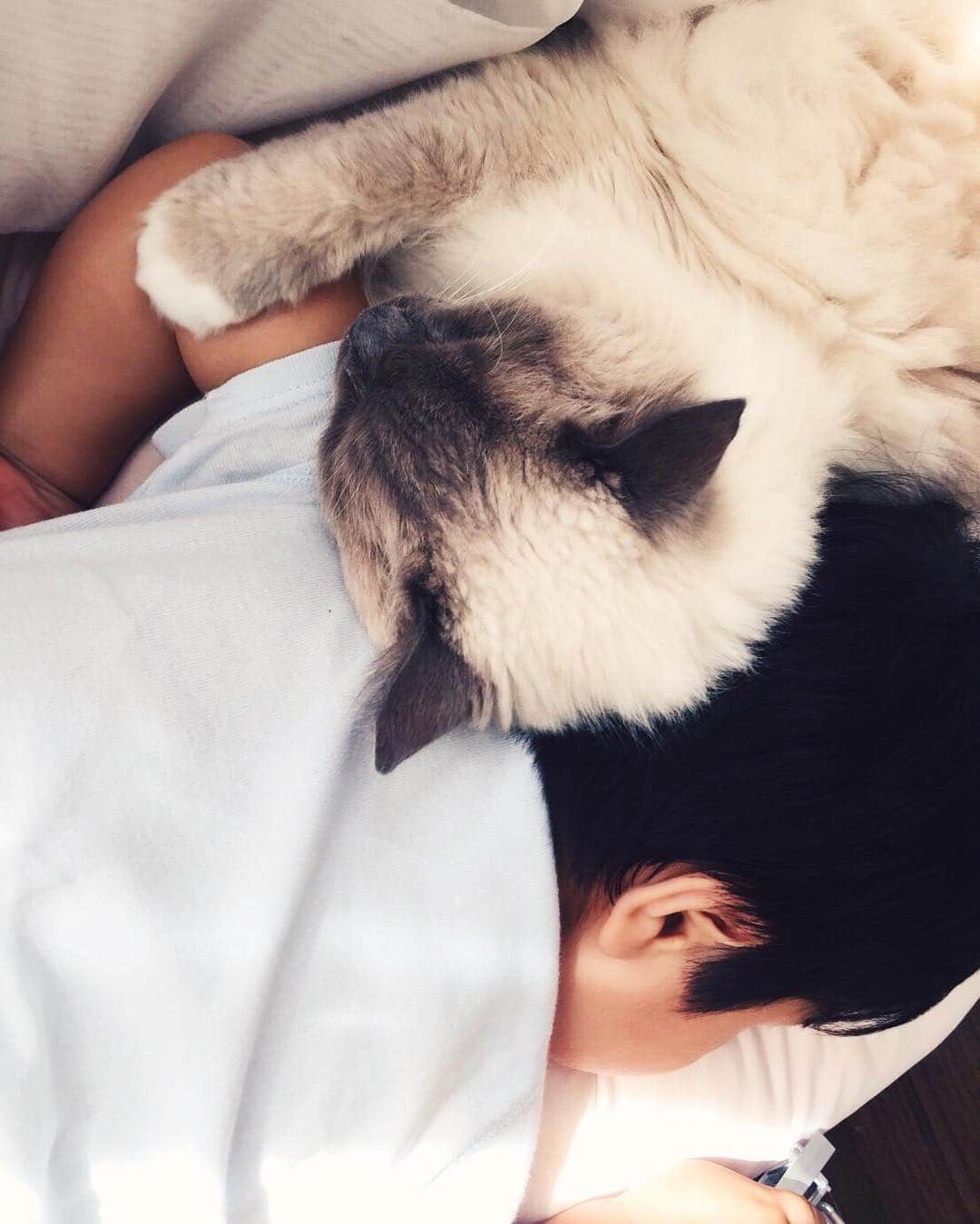 中根麗子さんのインスタグラム写真 - (中根麗子Instagram)「海斗はらあくんが大好き💗 らあくんが寝てると すぐにそばに行く💗  らあくんも海斗が 急にきて 海斗は重いから 痛いはずなのに 怒ったりしない。  2人とも可愛すぎる💗  #ragdoll #boy#baby#love #cat #海斗#ベビフル #1歳8ヶ月 #20歳 #猫#ラグドール #大好き」4月20日 14時09分 - reiko_nakane