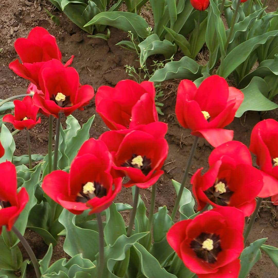 栗山麗美さんのインスタグラム写真 - (栗山麗美Instagram)「🌷Wooden Shoe Tulip Festival🌷  こんなにたくさんのチューリップを見たの初めて😳✨ ・ ・ It was so awesome! There were many colors and varieties tulips there, so we were able to take nice pictures.  #woodenshoetulipfestival #woodburn #oregon #portland #アメリカ暮らし #ポートランド生活 #ポートランド #アメリカ育児 #アメリカ子育て」4月20日 14時28分 - reimi.kuriyama