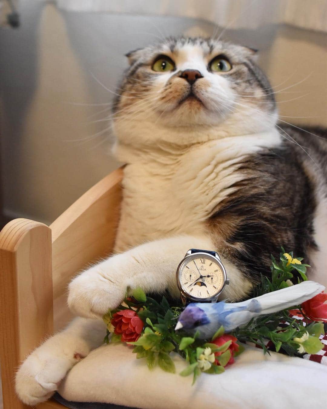 しるこさんのインスタグラム写真 - (しるこInstagram)「2019.4.20 花かんむりの似合う男 俺じゃこ😼💐🦜 俺の時計もカッコイイだろー😼⌚️✨ . #しるこ母があなたのお家にやってくるやつ #じゃこちゃん @jako0317  #よそん家の猫で勝手にPRシリーズ . @loborjapan #lobor #ロバー #腕時計 #時計 #手元倶楽部 . クーポンコード 【shirukotan0416】 ご使用で10パーセントオフになります。 . #excellent_cats #cat_features #picneko#IGersJP#サンデイ#cats_of_world #catsofinstagram #instagramjapan #ipetキュンフォト #nyancon01  #無敵の親バカ同盟 #猫好きの人と繋がりたい #ふわもこ部 #ペコねこ部 #ねこ#cat #スコティッシュホールド .」4月20日 23時57分 - shirukotan