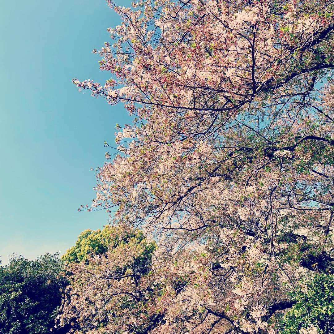 広崎うらんさんのインスタグラム写真 - (広崎うらんInstagram)「葉桜、新緑、初夏の風 #アニー2019  オケ付き通し真っ最中！来週から新国立劇場入り❗️3年前からこの季節はそんな状況で、こちらのカンパニーはお誕生日お祝いしないルールなので私もこっそり歳を重ねております笑。日比谷フェスティバルのリハや次の「ヘンゼルとグレーテル」来年の打合せの合間に10年分の過去記録を整理してHPリニューアル図り寝落ちな日々です。やるべきこともやりたいことも尽きないですね〜。子供たちと熱血な現場で毎年パワーアップしてる気がします😆頑張るよーん٩(๑❛ᴗ❛๑)۶稽古場で早見優ちゃんに撮影されました♡4.20 #アニー」4月20日 23時57分 - uranhirosaki