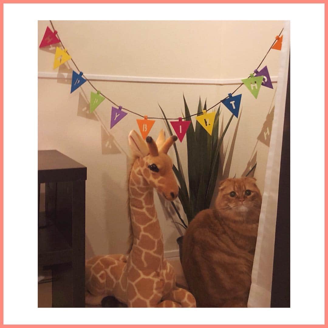 八尋莉那のインスタグラム：「世界で一番愛おしいティティーが今日で2歳に🐱🎂 ティティーと家族になってからわたしはとってもとっても幸せになったの♡ 実は1歳を迎える前に先天性の病気が見つかって、あと3ヶ月ぐらいしか生きられないから覚悟してくださいって言われたんだぁ。それからはもう寝ても覚めても悲しくて。 1歳のお誕生日を迎えた時は最初で最後のお祝いだと覚悟していました。 今でも毎日お薬を飲む生活は絶対ですが、私のそばにいてくれることがもう奇跡なので一緒に過ごせる毎日を大切したいです✨ 普段のティティーは元気だし、毎度の検査では悪化することもなく、先生の診断を良い意味で裏切ってくれたと言われているので✨ 来年も再来年もきっと大丈夫だと信じています🎂 可愛くて優しくて世界で一番尊いティティーと私の大切な日でした🐾 ・ #Titty🐱」