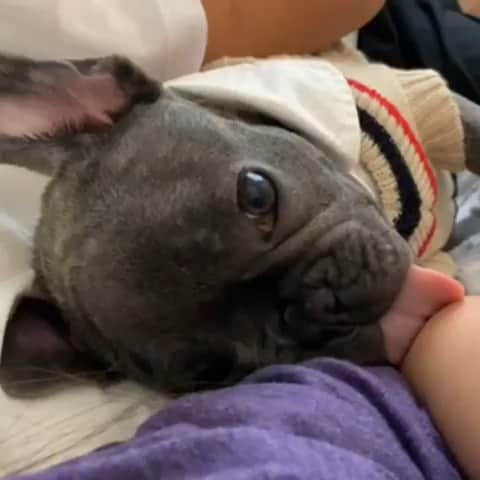 French Bulldogのインスタグラム