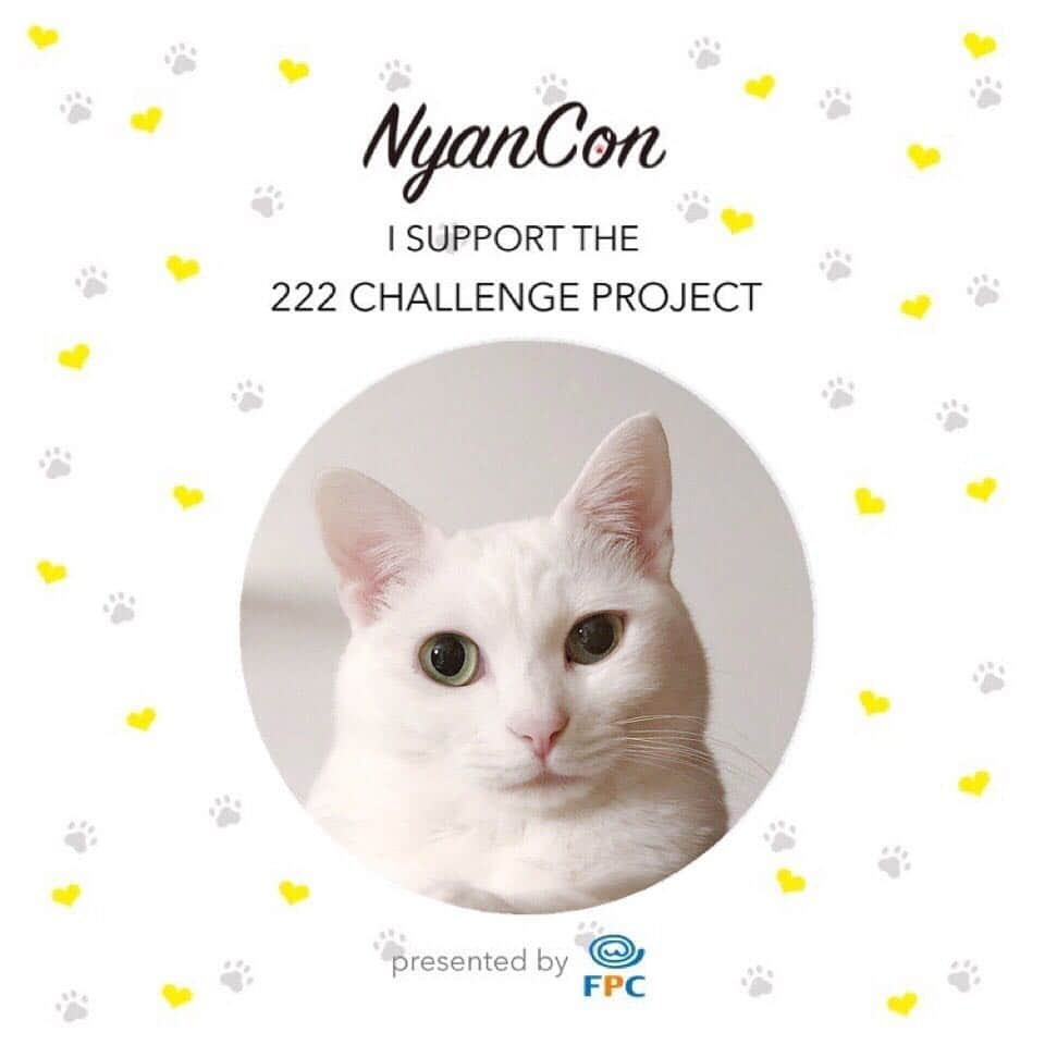 marikill66さんのインスタグラム写真 - (marikill66Instagram)「✼ 222 CHALLENGE PROJECT🐾 サポーニャンに参加します😽 * #nyancon01 #222サポーニャン * * #catstagram #catsofinstagram #cat_features #catsofday #instacat_meows #instacat_models #IGersJP #pelotto #rakutenpet #ねこ部 #関西ねこ部 #ふわもこ部 #ペコねこ部 #ペトこと猫部 #無敵の親バカ同盟 #みんねこ #ピクネコ #スタペグラム #ペットスマイル #猫びよりプラス #ねこのきもち #今日のうちの子🐶🐱 #サンデイ #朝ワンコ夕ニャンコ #白猫 #美ニャン祭 * #fukuhakucha #marikill66_0421」4月21日 0時09分 - marikill66