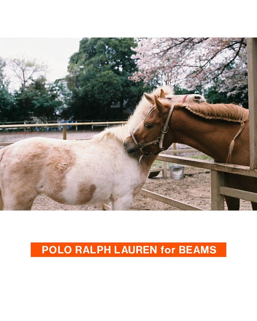 ビームスさんのインスタグラム写真 - (ビームスInstagram)「... POLO RALPH LAUREN for BEAMS  HARAJUKU BEAMS  ポロ ラルフ ローレンとの初めての別注が実現。 定番のショーツとキャップをベースに、全てのパネルのカラーが異なるクレイジーパターンの配色を採用。  さらに、それぞれのパネルにブランドを代表するポニーの刺繍を施しました。  @poloralphlauren  @beams_harajuku_official  #harajuku_beams  #原宿 #ビームス #poloralphlauren #ポロラルフローレン  #crazypatterns」4月21日 0時19分 - beams_official