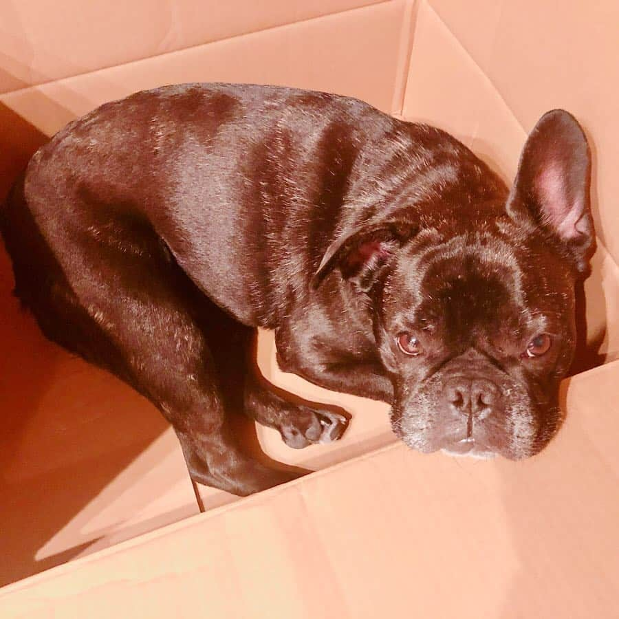 朝日光輝さんのインスタグラム写真 - (朝日光輝Instagram)「でかいダンボール📦は、  余裕すぎて不服らしい🐶 * * * * * * * * #狭い所好き#ダンボール好き#すぐ#入りたい#フレンチブルドッグ #フレンチブルドック #フレンチブルドックブリンドル#ブリンドル#フレブル#dog#🐶」4月21日 0時35分 - mitsuteru_asahi