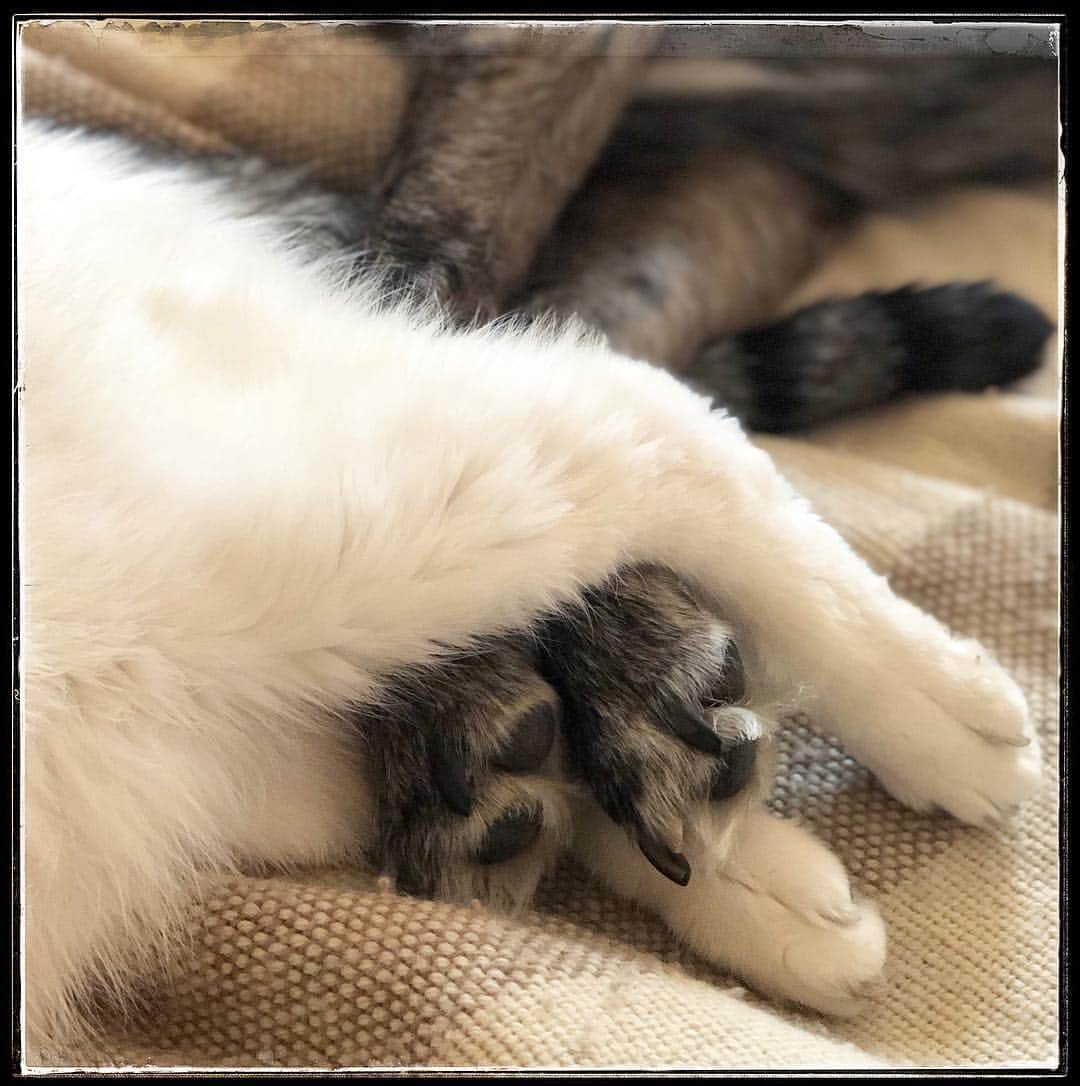 Grace Bonneyさんのインスタグラム写真 - (Grace BonneyInstagram)「I spent most of Wednesday and Thursday shut up in our bedroom trying to get better. Today I’m on the mend and finally back with my favorite fuzzy companions and care takers. Resting on the couch this morning I looked over and saw that Turk and Winky had intertwined their legs and fallen asleep together. Those two are constantly in a love-hate tango and moments like this are so healing. ♥️ #unlikelyanimalfriends」4月21日 0時36分 - designsponge