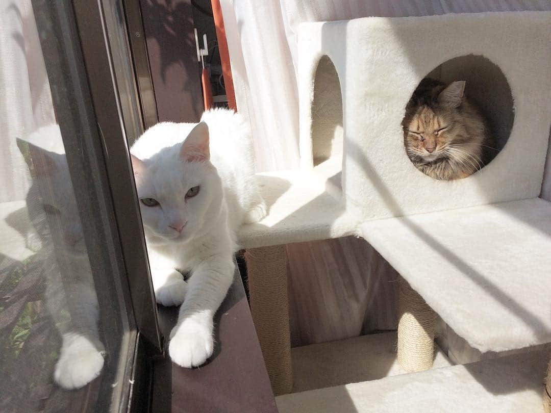 岡田屋鉄蔵のインスタグラム：「ふふふってなった( ^ω^ )」