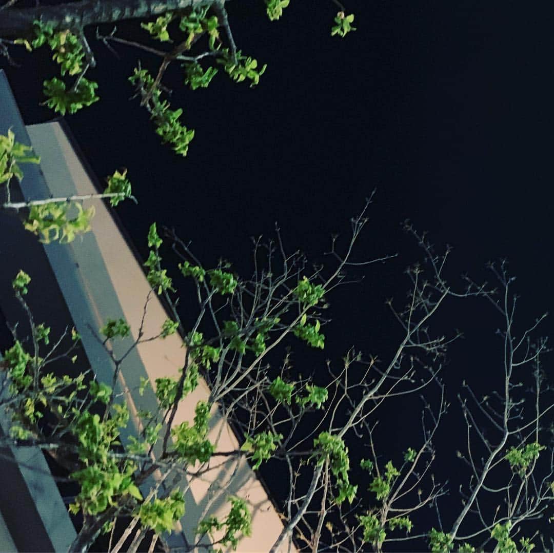 デザオ建設北野展示場さんのインスタグラム写真 - (デザオ建設北野展示場Instagram)「夜の庭。星のように散らばったシャガの花と小さな青葉が芽生えて来た梅の木。日中は刷毛で塗ったみたいな青空の一日、日ごとに強まる初夏の気配を感じます。 #つなぐモデルハウスとこしえ  #平成最後の桜を見送って。夏へシフトする季節に突入⭐︎ #デザオ建設北野展示場  #上七軒 #デザオ建設 #DEZAO  #DsLABO #京都 #リノベーション #リフォーム  #リノベ #注文住宅  #家 #住宅 #建築 #暮らし #マイホーム#インテリア #デザイン #家づくり #木の家#和風モダン  #house #design #interior #architecture #myhome #home」4月21日 0時42分 - dezao_kitano2018