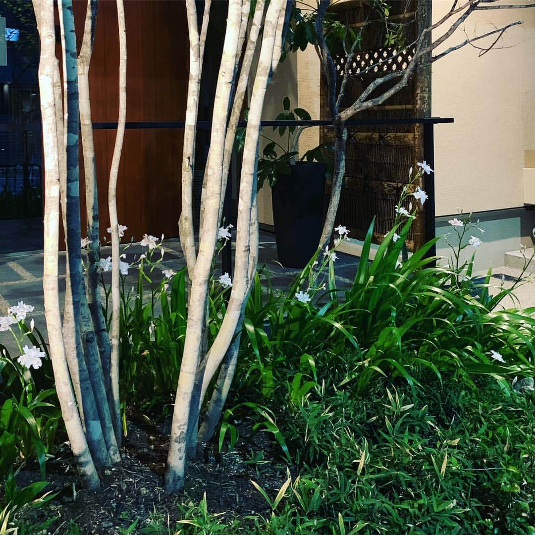 デザオ建設北野展示場のインスタグラム：「夜の庭。星のように散らばったシャガの花と小さな青葉が芽生えて来た梅の木。日中は刷毛で塗ったみたいな青空の一日、日ごとに強まる初夏の気配を感じます。 #つなぐモデルハウスとこしえ  #平成最後の桜を見送って。夏へシフトする季節に突入⭐︎ #デザオ建設北野展示場  #上七軒 #デザオ建設 #DEZAO  #DsLABO #京都 #リノベーション #リフォーム  #リノベ #注文住宅  #家 #住宅 #建築 #暮らし #マイホーム#インテリア #デザイン #家づくり #木の家#和風モダン  #house #design #interior #architecture #myhome #home」