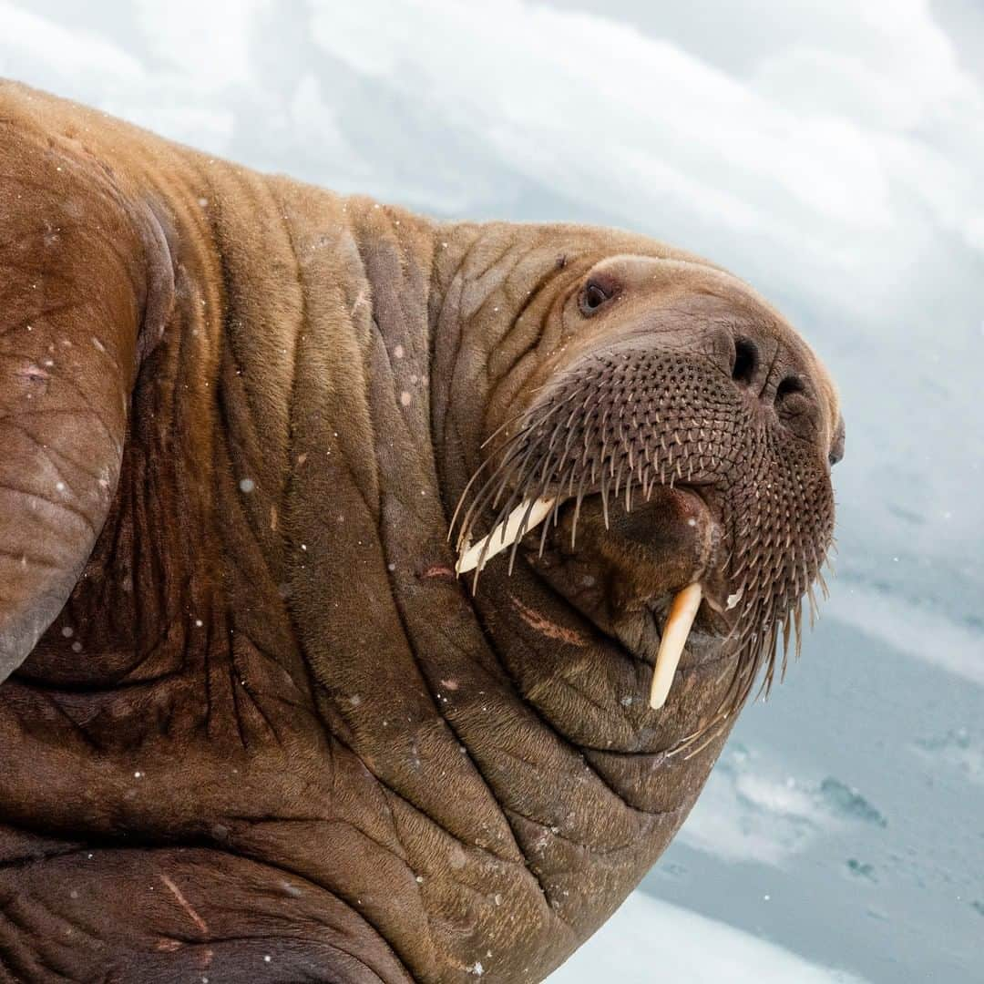 アニマルプラネットさんのインスタグラム写真 - (アニマルプラネットInstagram)「Check out that nice 'stache! A walrus' mustache of bristles is critical to its sensory system. They all act as little feelers. . . . . . . #animalsofinstagram #animalplanet #animaloftheday #wild #wildlife #outdoors #animals #wildanimals #conservation #nature #animallovers #instanature #wildgeography #walrus #artic」4月21日 1時00分 - animalplanet