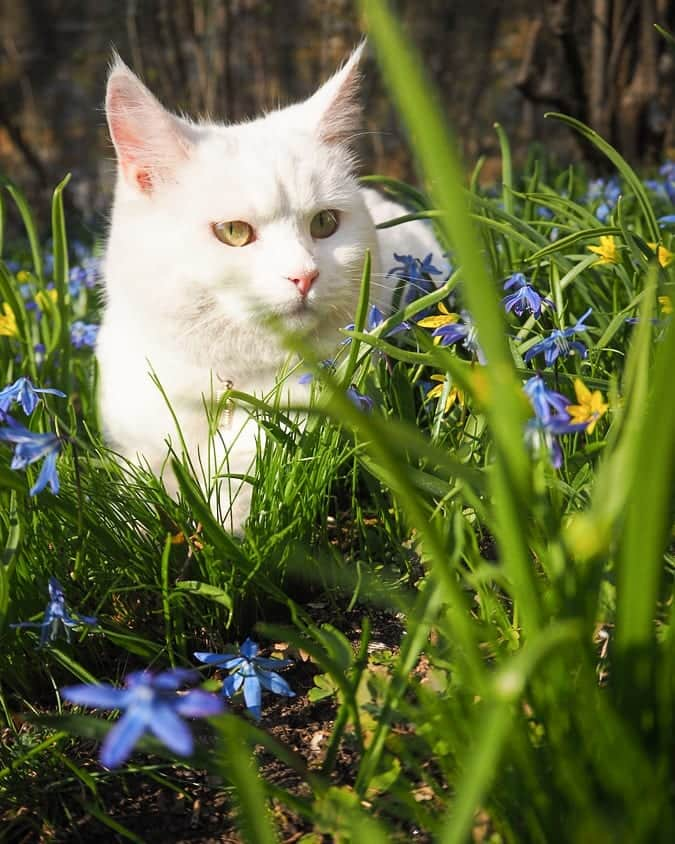 スターリンさんのインスタグラム写真 - (スターリンInstagram)「Flower power! 💐🌼」4月21日 1時00分 - stalinthecat