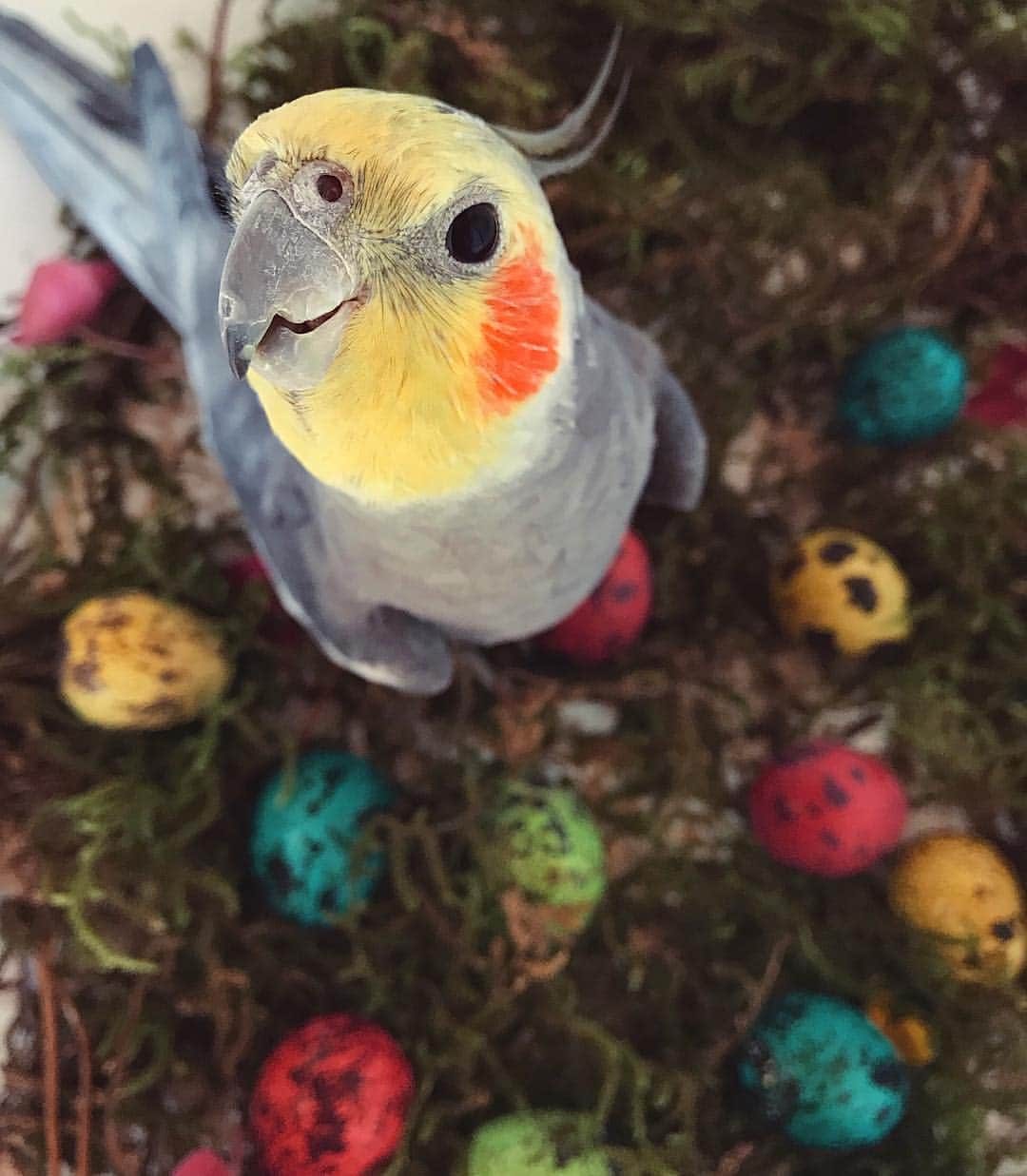 Jackのインスタグラム：「🐣💘✨」