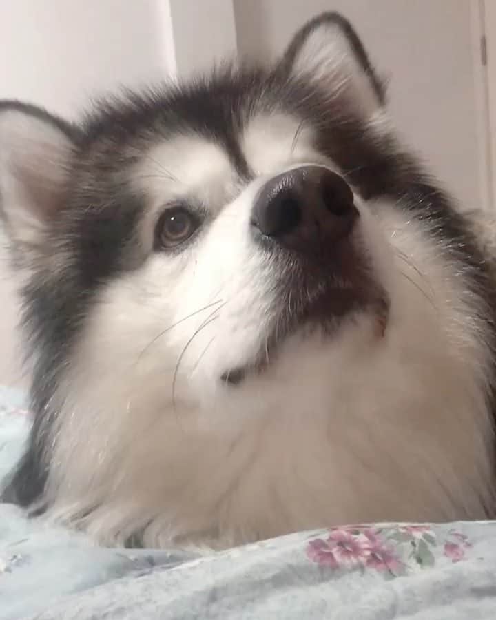 husky and malamuteのインスタグラム：「Spoiling time every day.🙈🙃 follow @alaskandaily （Twitter：alaskandaily）for more cute pic and video.😜 ……………………………………………………………… Each video was approved by the original author. But  don't have a Instagram account. We are first one post those video. So watermark credit @alaskandaily ……………………………………………………………… #alaskan#malamute#alaskanmalamute#alaskanhusky#malamutesofinstagram#puppylife#puppylove#puppydog#puppylover#dogdays#malamutepuppy#huskies#huskeypuppy#huskeiesreq#siberian#huskeiesofig#dogslife#dogsofnyc#cutedog#cutedogs#huskeypics#huskeylovers#huskygram#huskeylove#huskiesofinstagram#dogsofnyc#husky#狗」
