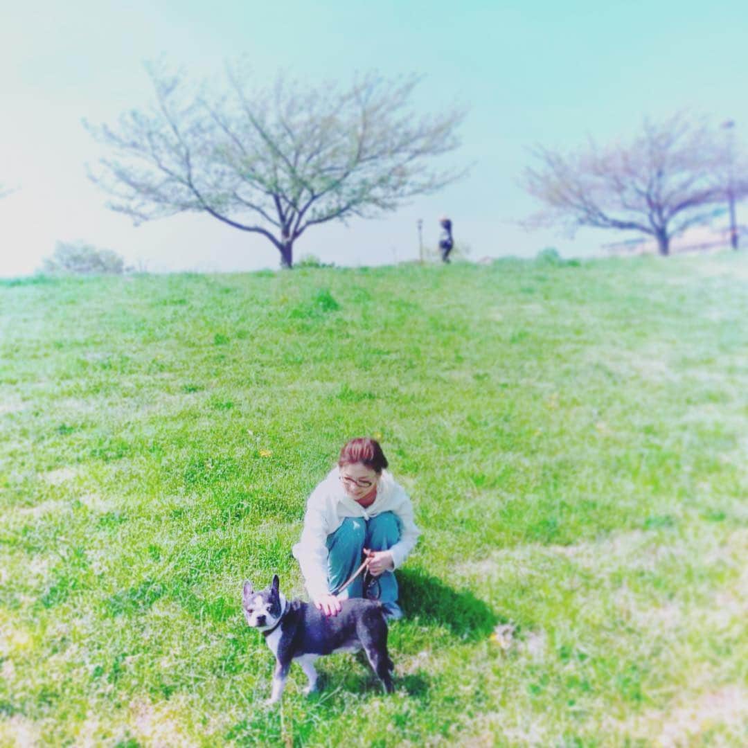 dorlisのインスタグラム：「犬、カメラ目線 #dorlis #bostonterrier #ボストンテリア #散歩 #休日 #土手 #メルヘンな感じ #似合わない #加工が気持ち悪い」