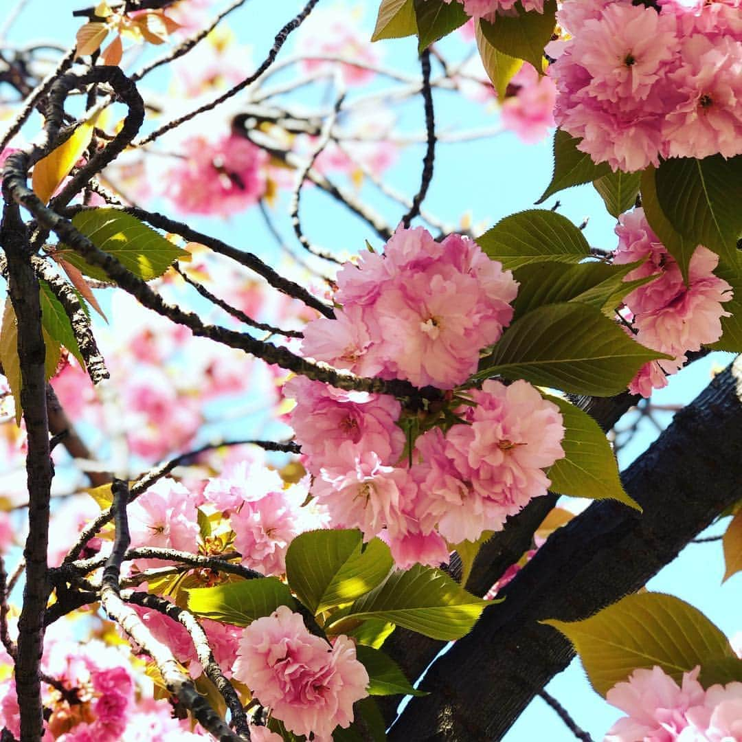 Conrad Osakaさんのインスタグラム写真 - (Conrad OsakaInstagram)「コンラッド大阪から約20分、大阪城公園では桃の花が満開です😊 In Osaka Castle Park, peach trees are in full bloom! === #コンラッド大阪  #大阪城 #大阪城公園 #桃の花  #conradosaka #osakacastle #osakacastlepark #park #peachflower」4月20日 16時27分 - conradosaka