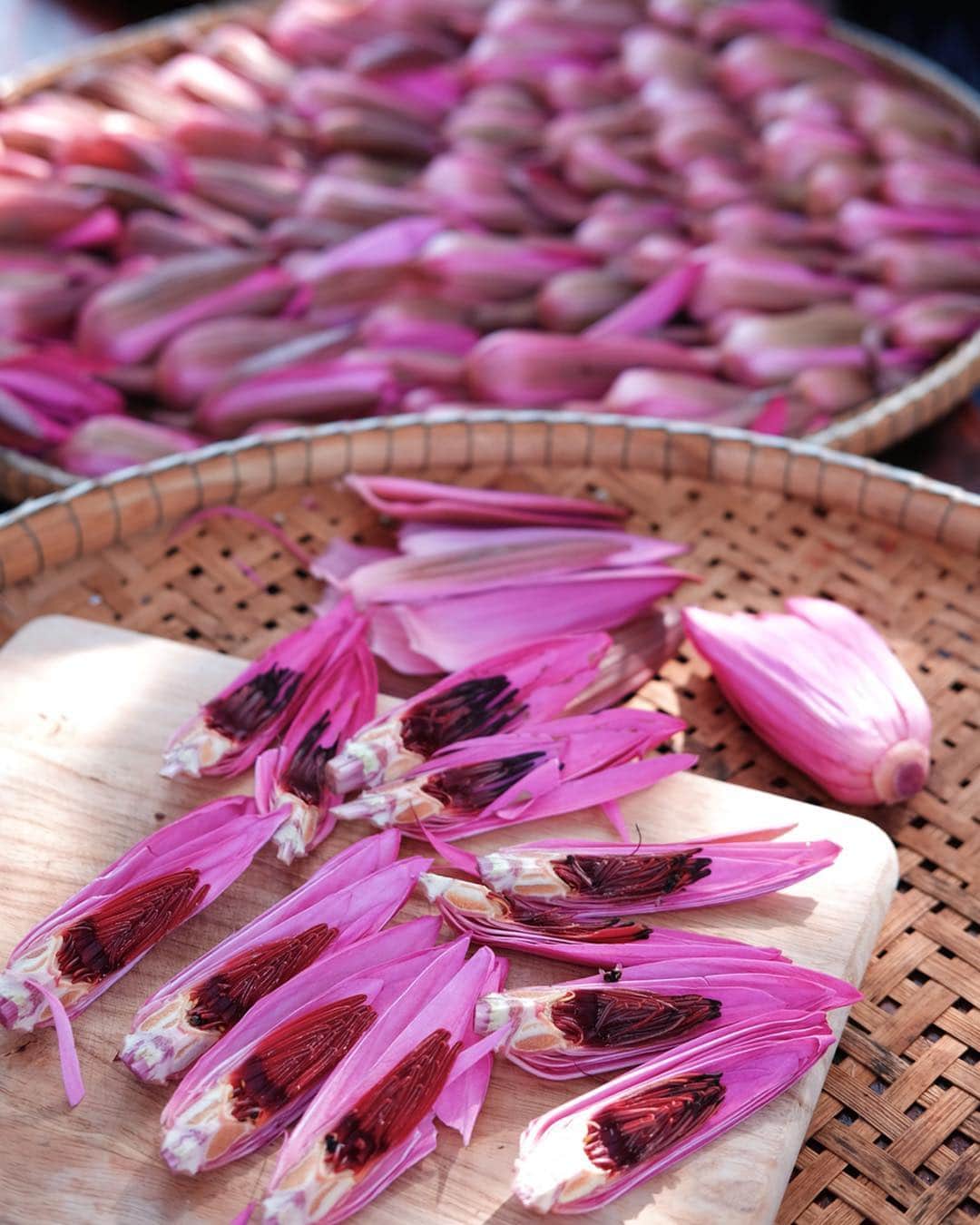 Amata Chittaseneeさんのインスタグラム写真 - (Amata ChittaseneeInstagram)「Pink water lily Tea making process กระบวนการทำชาบัวแดง บ้านนาทราย ต.นาบัว อ.เมือง จ.อุดรธานี (30 นาทีจากตัวเมือง) มีการเก็บดอกบัวสายจากบึงน้ำในหมู่บ้าน แล้วแยกส่วนประกอบของดอกบัว ล้างดอกด้วยเกลือ จากนั้นตากส่วนประกอบต่างๆในที่ลมโกรกและแสงแดดส่องถึง พอแห้งก็นำไปอบก่อนที่จะบรรจุหีบห่อ #pearypieamazingthailand #udonthani #Amazingไทยเท่」4月20日 16時33分 - pearypie