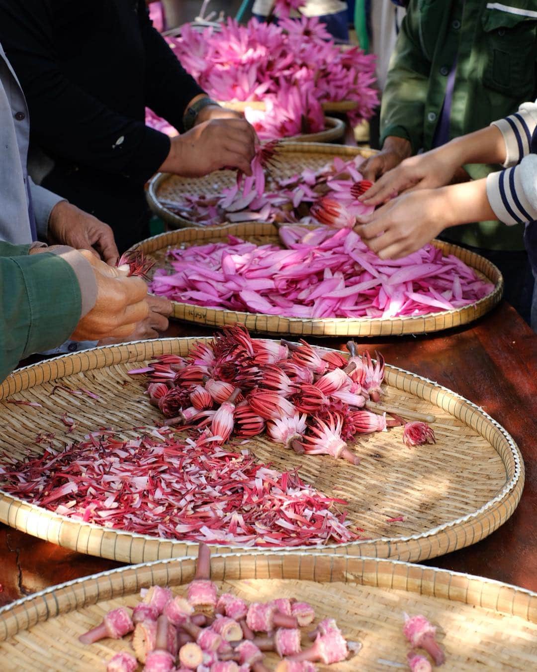 Amata Chittaseneeさんのインスタグラム写真 - (Amata ChittaseneeInstagram)「Pink water lily Tea making process กระบวนการทำชาบัวแดง บ้านนาทราย ต.นาบัว อ.เมือง จ.อุดรธานี (30 นาทีจากตัวเมือง) มีการเก็บดอกบัวสายจากบึงน้ำในหมู่บ้าน แล้วแยกส่วนประกอบของดอกบัว ล้างดอกด้วยเกลือ จากนั้นตากส่วนประกอบต่างๆในที่ลมโกรกและแสงแดดส่องถึง พอแห้งก็นำไปอบก่อนที่จะบรรจุหีบห่อ #pearypieamazingthailand #udonthani #Amazingไทยเท่」4月20日 16時33分 - pearypie