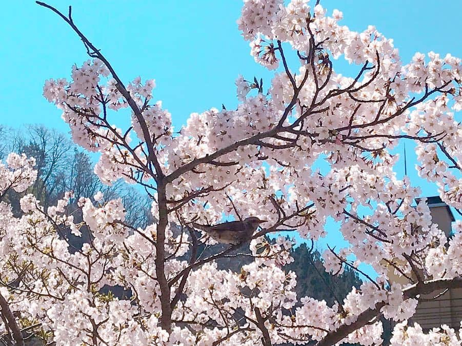 松浦彩さんのインスタグラム写真 - (松浦彩Instagram)「*** ⠀ これまで頑張ってきた人が、 悔いなく全力を出せますように。 ⠀ 明日もお天気に恵まれますように…👏🏻🌸 ⠀ #桜への願い事 #温海さくらマラソン大会 #桜 #綺麗です #あつみ温泉 #鶴岡 #tsuruoka #yamagata」4月20日 16時45分 - ayamatsuura.s