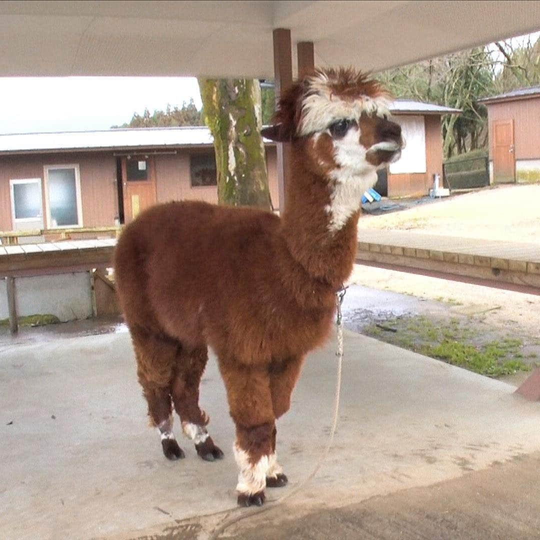 天才！志村どうぶつ園のインスタグラム