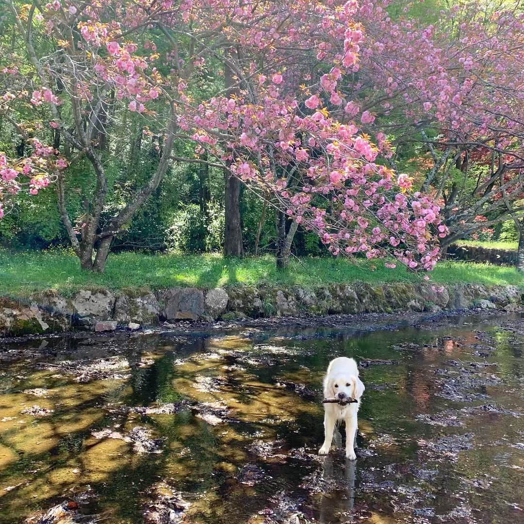 P太郎ママさんのインスタグラム写真 - (P太郎ママInstagram)「櫻の園。 #ゴールデンレトリバー  #goldenretriever  八重桜が満開。 犬には、すでに初夏！」4月20日 17時00分 - ptarodada