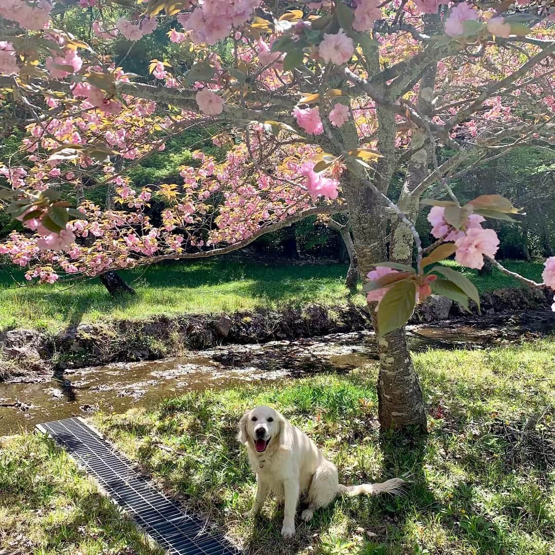 P太郎ママさんのインスタグラム写真 - (P太郎ママInstagram)「櫻の園。 #ゴールデンレトリバー  #goldenretriever  八重桜が満開。 犬には、すでに初夏！」4月20日 17時00分 - ptarodada