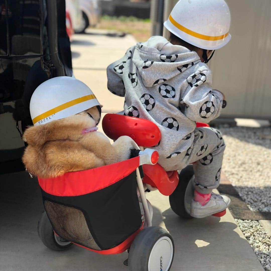 いなりさんのインスタグラム写真 - (いなりInstagram)「今日は天気が良いので、ライくんの後ろに乗せてもらってツーリング!! •*¨*•.¸¸☆*･ﾟ #ちゃんとヘルメットかぶったよ #すげー暇な2人 #いなりジャストサイズ #明日は初めてのトリミング #柴 #しば #しばいぬ #日本犬 #いぬバカ部 #犬#shiba #shibainu  #shibadog #shibarbucks #shibastagram #japanesedog」4月20日 17時15分 - shibainuinari