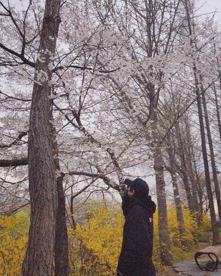 チャニョル さんのインスタグラム写真 - (チャニョル Instagram)「🌸🌸🌸🌸🌸🌸🌸🌸🌸🌸🌸🌸」4月20日 17時29分 - real__pcy