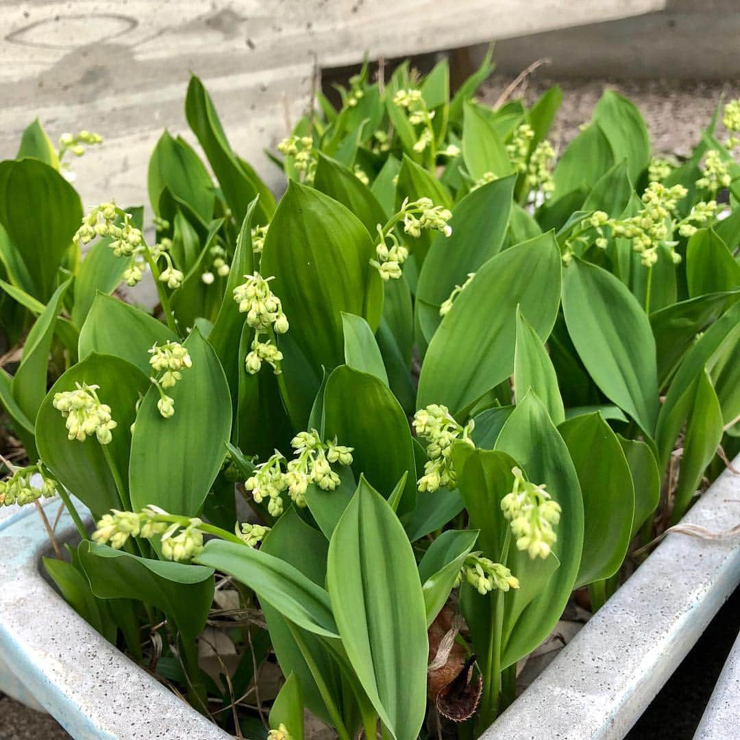 工藤静香さんのインスタグラム写真 - (工藤静香Instagram)「5月1日に満開になって欲しい  すずらん💕今はまだ蕾です。  2枚目、カリンが小さい実をつけ始めました。  お花だけに限らずシンプルに、綺麗だなとか、素敵だなとか、嬉しいなとか自分自身が最初に感じたフィーリングを素直に感じたいですね😊」4月20日 17時26分 - kudo_shizuka