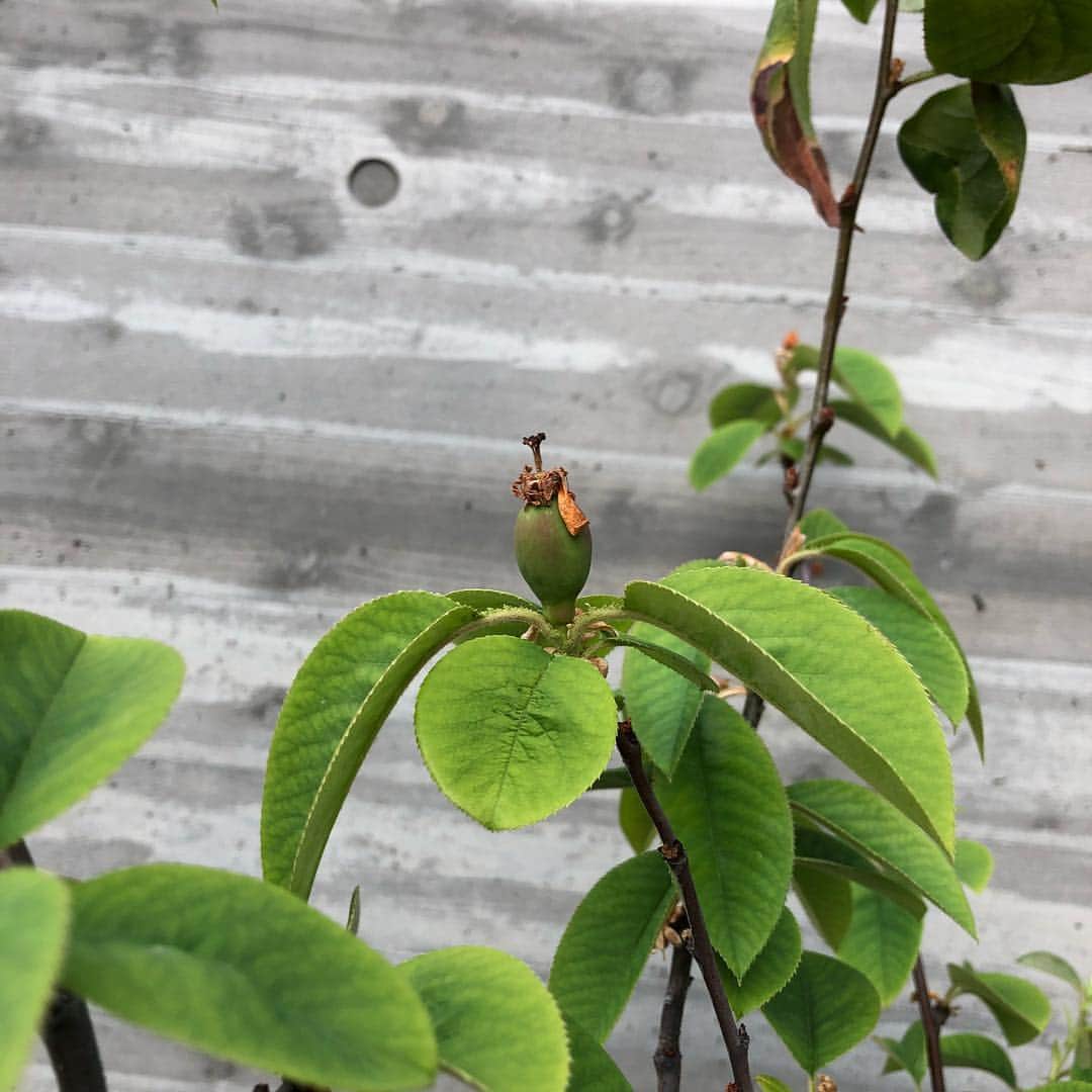工藤静香さんのインスタグラム写真 - (工藤静香Instagram)「5月1日に満開になって欲しい  すずらん💕今はまだ蕾です。  2枚目、カリンが小さい実をつけ始めました。  お花だけに限らずシンプルに、綺麗だなとか、素敵だなとか、嬉しいなとか自分自身が最初に感じたフィーリングを素直に感じたいですね😊」4月20日 17時26分 - kudo_shizuka