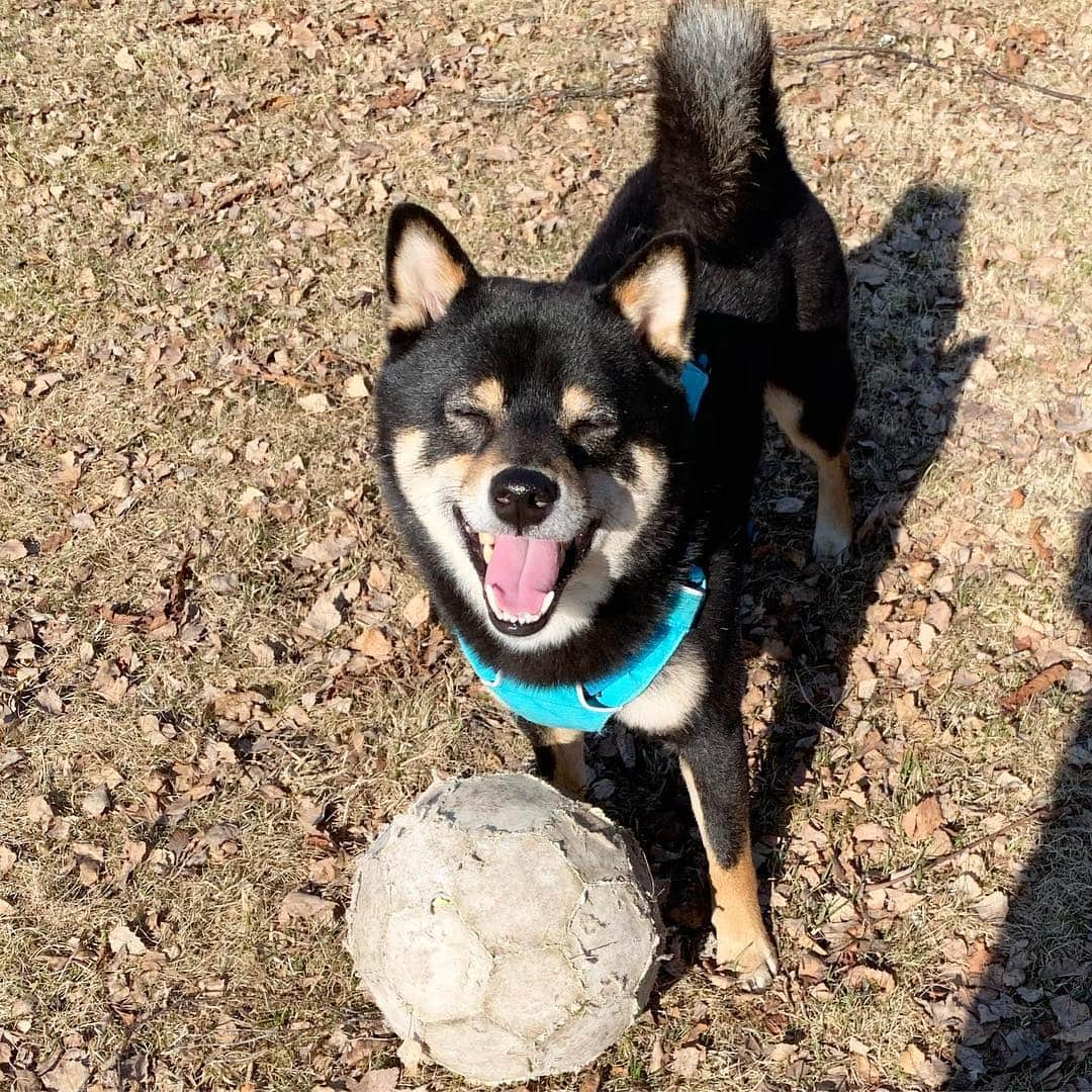 ?Fricko the Shiba Inu?さんのインスタグラム写真 - (?Fricko the Shiba Inu?Instagram)「Good morning hoomans!!😝😝😝 🐾 🐾 🐾 #Keaton #🐶 #shiba #shibainu #dog #柴犬 #黒柴 #子犬 #shibalovers #shibaholics #dogoftheday #dogslife #weeklyfluff  #dogstagram  #dogscorner #shibapuppy #puppiesofinstagram」4月20日 17時27分 - umigiva