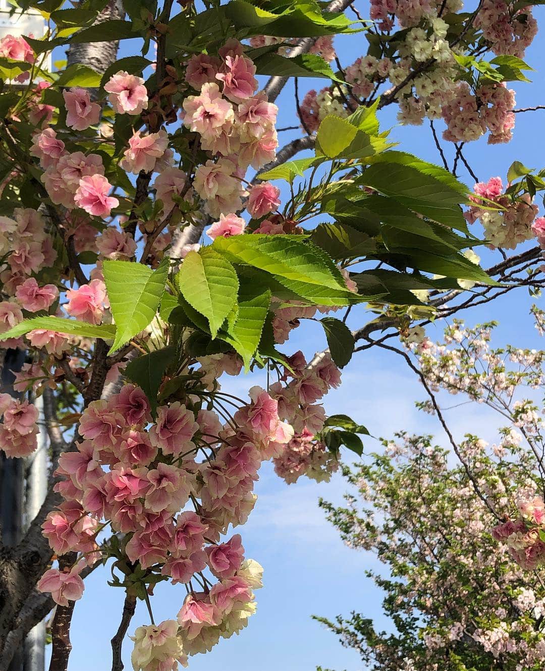 草間淑江さんのインスタグラム写真 - (草間淑江Instagram)「今日は清々しいお天気！  母と叔父を連れてスカイツリーへ✨  八重桜と鯉のぼり🎏凄かった😆  2人ともたくさん歩いて少し運動になったかな☺️ 幸せな時間でした。  #土曜日#母と#叔父#連れて#スカイツリー#たくさん歩いて#運動#幸せな時間を過ごせました」4月20日 17時56分 - yoshie_kusama