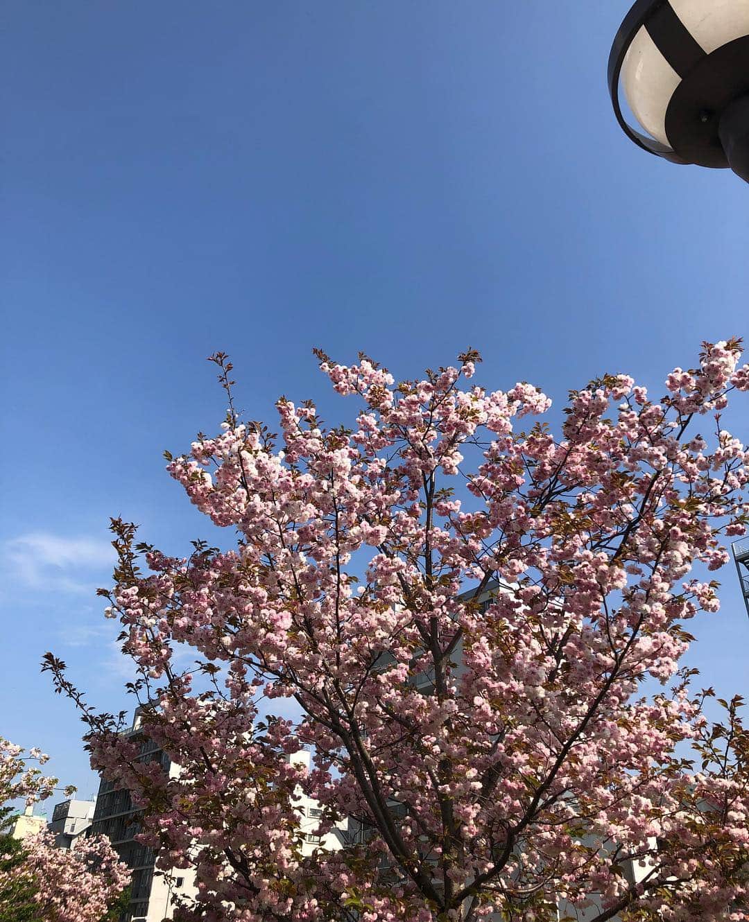 草間淑江さんのインスタグラム写真 - (草間淑江Instagram)「今日は清々しいお天気！  母と叔父を連れてスカイツリーへ✨  八重桜と鯉のぼり🎏凄かった😆  2人ともたくさん歩いて少し運動になったかな☺️ 幸せな時間でした。  #土曜日#母と#叔父#連れて#スカイツリー#たくさん歩いて#運動#幸せな時間を過ごせました」4月20日 17時56分 - yoshie_kusama