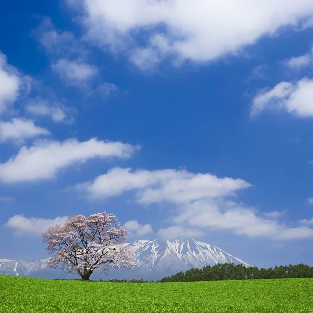 楽天トラベル さんのインスタグラム写真 - (楽天トラベル Instagram)「雪化粧をした#岩手山 を背景に #小岩井農場 の緑の大地に根を張る #小岩井農場の一本桜 🌸例年ゴールデンウィーク期間中に開花～満開～散り始めと美しい姿を楽しませてくれる人気の撮影スポットです✨今年は4月26日頃に開花予想とのことです。 . *********************** 旅先で撮った素敵な写真に @rakutentravel をタグ付けしてシェアしてね♪ 厳選してこのアカウントで紹介させていただきます！ *********************** . #楽天トラベル #楽天  #rakutentravel #旅 #旅行 #旅に出よう #旅行好きな人と繋がりたい #travel #trip #日本 #japan #일본 #instagramjapan #IG_JAPAN #japantrip #iwate #岩手 #桜 #sakura #cherryblossom #一本桜」4月20日 18時00分 - rakutentravel