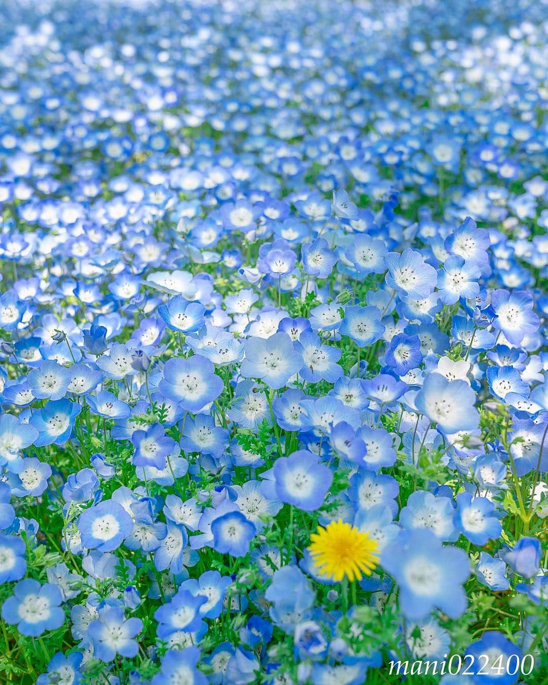 mani022400さんのインスタグラム写真 - (mani022400Instagram)「. 20 Apr. 2019 ． こんばんはー 😊  今日は日比谷公園に行ってきました〜 ネモフィラが綺麗でした☺️ 黄色のアクセントも☀️ ． . . . 🌺🌺🌺🌷🌷🌷🌹🌹🌹🌸🌸🌸 ご訪問ありがとうございます🙇 . お花以外の写真は サブアカウントにポストしています。 良かったら、覗いてください🙇🙇 ⬇️⬇️⬇️ @mani0224000 . 🌺🌺🌺🌷🌷🌷🌹🌹🌹🌸🌸🌸 . . . 🔷🔷🔷🔷🔷🔷🔷🔷🔷 #カメラ好きな人と繋がりたい jalan_travel #flower  #花 #flowers  #写真好きな人と繋がりたい love_bestjapan  serahana #ファインダー越しの私の世界 じゃらん花畑 #igscflowers  #bns_lite #eclecticshow #explore_floral . #9vaga9  9vaga_3flowers9 9Vaga_Rose9 #floristsandflowers #ip_blossoms_member #fabulous_shots ig_flowers #ponyfony_flowers #meiko_flora_member #myheartinshots #la_flowers #rainbow_petals #top_favourite_flowers  #quintaflower #inspiring_shot #phx_flowers #flower_special_legend  nature_special_legend  #ind_flowers #tv_flowers #best_moments_flora  #best_beauty_flora_  9vaga_flowersart9 #ptk_flowers #fleur_noblesse_m .」4月20日 18時23分 - mani022400