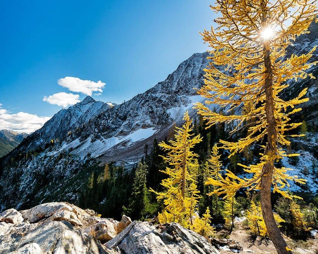 National Geographic Travelさんのインスタグラム写真 - (National Geographic TravelInstagram)「Photo @stephen_matera | Alpine Larch trees in autumn color, Glacier Peak Wilderness, central Cascades, Washington.  The Larch is a deciduous conifer that grows in the mountains of the western United States and Canada. The surprisingly soft needles turn golden yellow and fall off in autumn. I love these trees as they glow when back-lit by the sun. Follow me @stephen_matera for more images like this from Washington and around the world. #larch #deciduousconifer #autumn」4月20日 19時03分 - natgeotravel