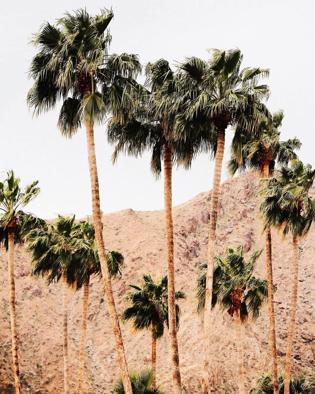 ジュリー・サリニャーナさんのインスタグラム写真 - (ジュリー・サリニャーナInstagram)「Palm Springs postcard. 🌴」4月20日 19時09分 - sincerelyjules