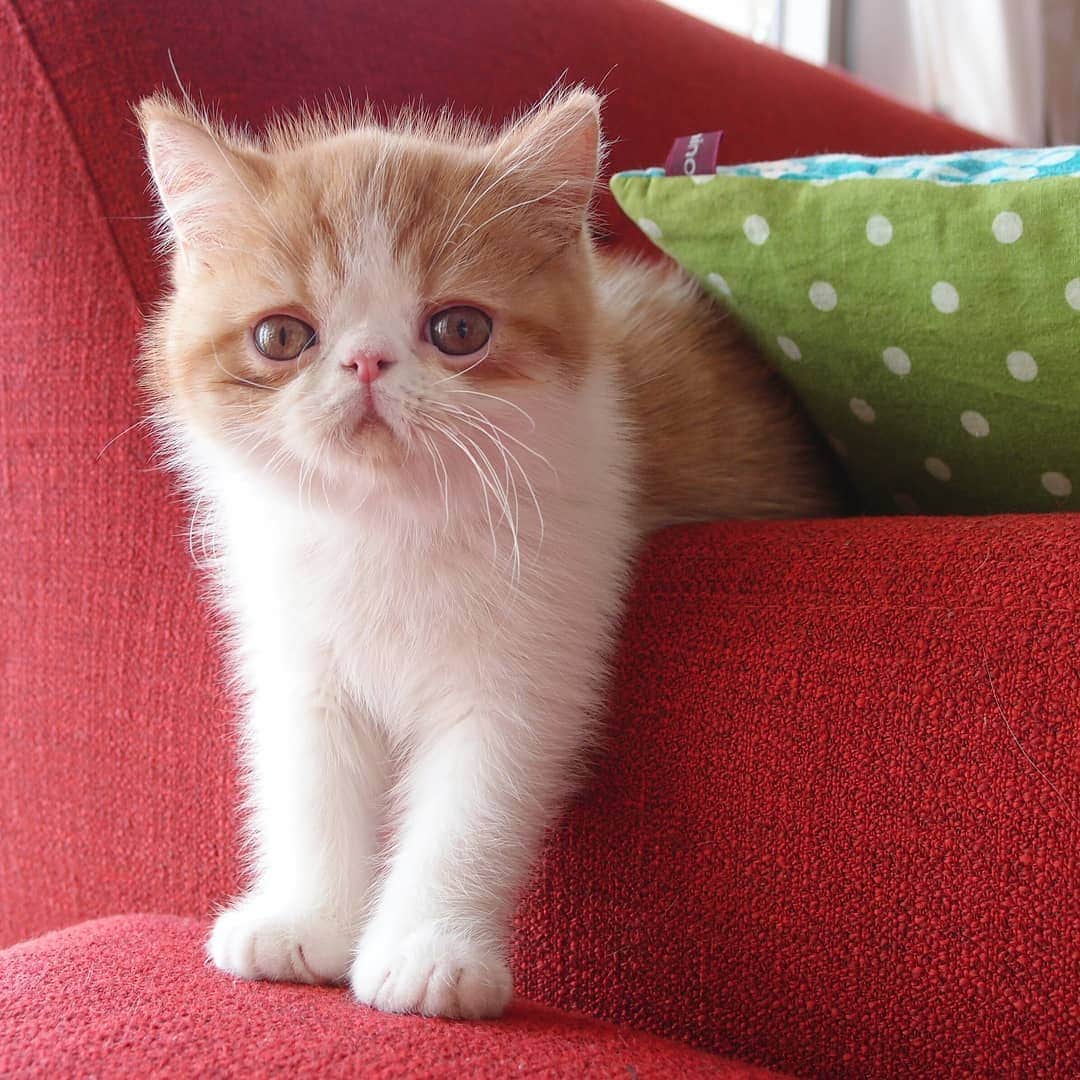 なっつ。さんのインスタグラム写真 - (なっつ。Instagram)「🙈♥️ ちびぽしゅ君😺 疲れた体に 染みわたるたぁいさ♥️ はぁ～癒される😊💕 ・ ・ ・ #kitten#キリトリセカイ」4月20日 19時20分 - punipopo
