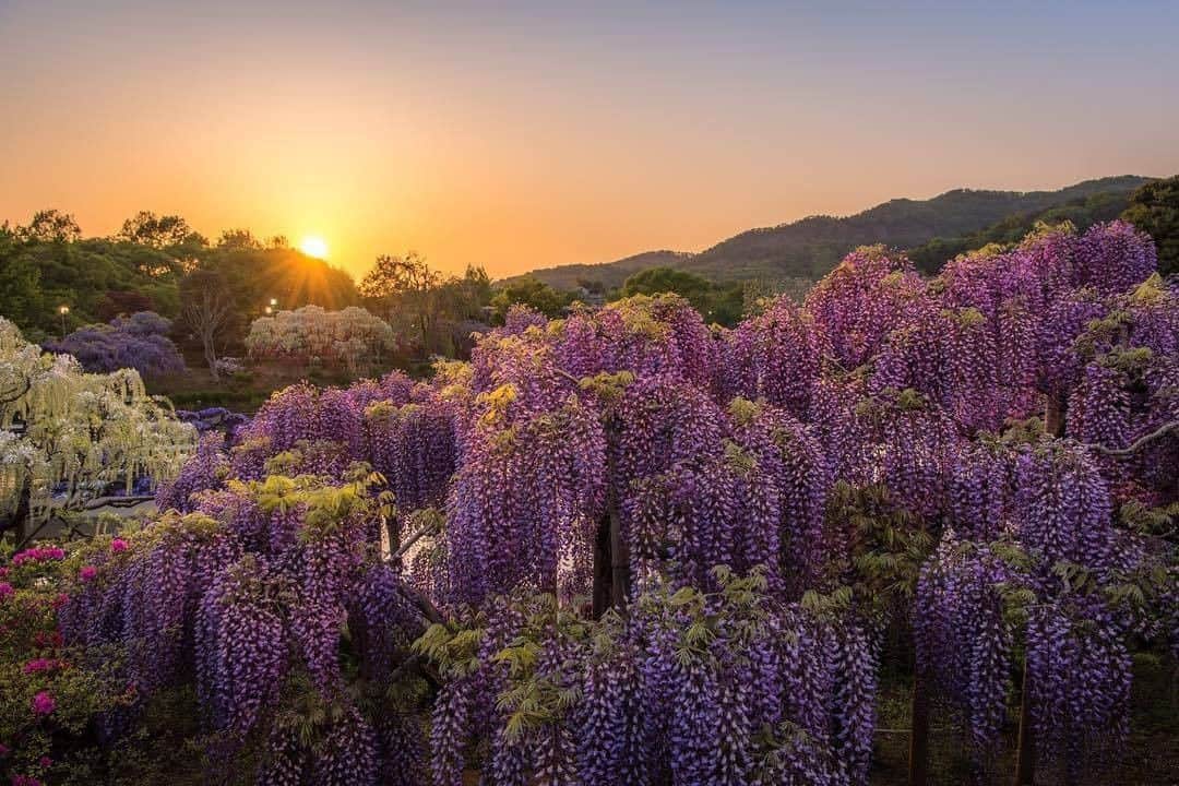 花の写真館のインスタグラム：「Photo by @genki_photo.⠀ https://instagram.com/genki_photo/⠀ .⠀ Original Post[投稿頂いたURL]⠀ https://www.instagram.com/p/BiOwof4A0zN/⠀ .⠀ 本アカウントは、 #私の花の写真 をつけてInstagramに投稿された皆さまの花の写真や、「花の写真館」Facebookページで投稿された花の写真を紹介します。⠀ 「花の写真館」Facebookページは、「 @floral.photograph 」のプロフィールにあるURLからご覧ください。⠀ .⠀ #花の写真館 #floralphotograph #floralphoto #flower #flowers #富士フイルム #FUJIFILM⠀ Follow: @floral.photograph」