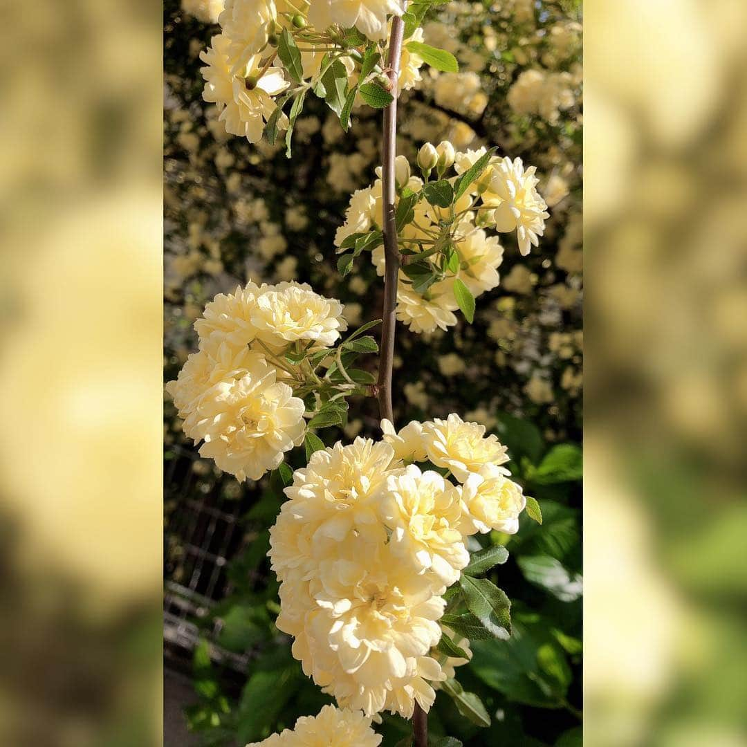 平原綾香さんのインスタグラム写真 - (平原綾香Instagram)「. 母がお庭で育てている木香薔薇！ . 今年も綺麗に咲いてます！ . しあわせのイエロー みなさまにもおすそ分けです！ . ちなみに 知らない方のために . もっこうばら、と読みます！ . Love...! . #平原綾香 #母 #しあわせ #木香薔薇 #イエロー #お庭」4月20日 19時44分 - ayaka_hirahara_official